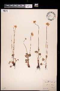 Parnassia palustris image