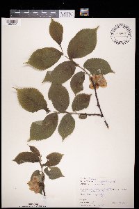 Image Associated With the Occurrence