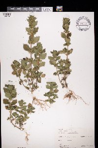Urtica urens image