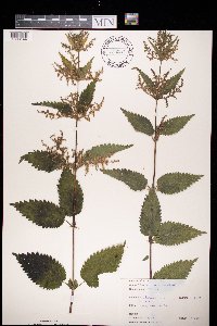 Urtica dioica image