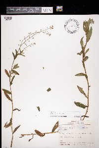 Myosotis scorpioides image