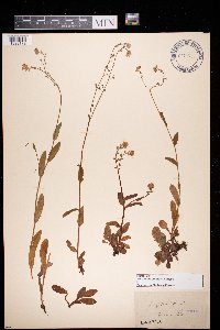 Myosotis sylvatica image