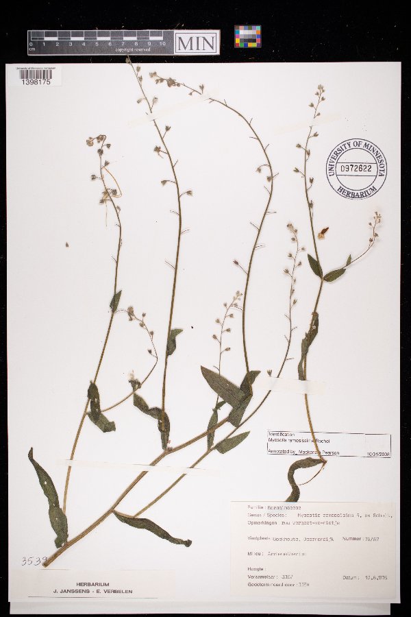 Myosotis ramosissima image