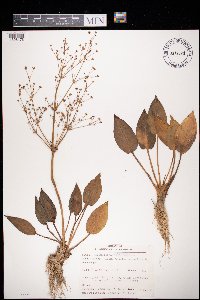 Alisma plantago-aquatica image