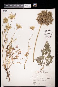 Daucus carota image