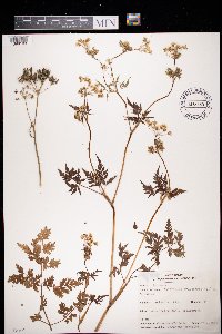 Anthriscus sylvestris image