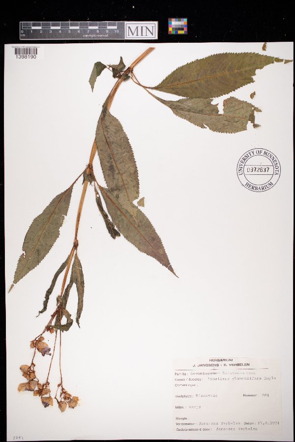 Impatiens glandulifera image