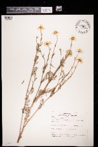 Tripleurospermum inodorum image