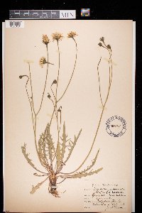 Leontodon autumnalis image