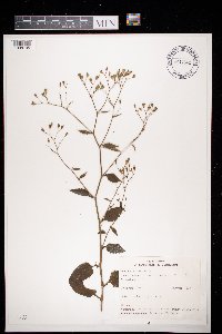 Lapsana communis image