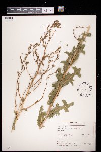 Lactuca serriola image