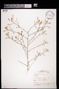 Centaurea stoebe image