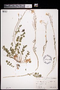Cardamine pratensis image