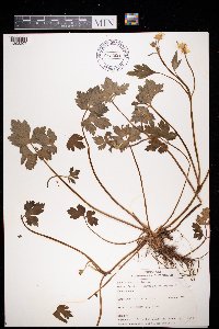 Ranunculus repens image