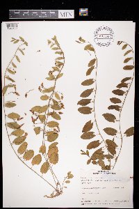 Convolvulus arvensis image