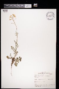 Cardamine pratensis image