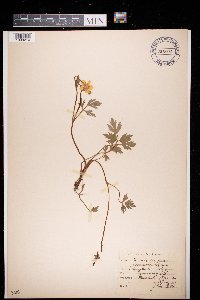 Ranunculus repens image