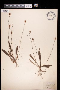 Plantago lanceolata image