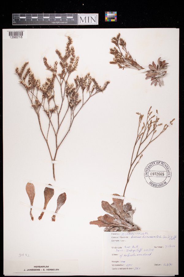 Limonium binervosum image