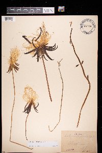 Lobelia dortmanna image