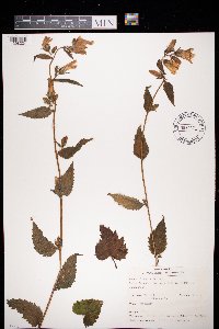 Media resource of Campanula trachelium