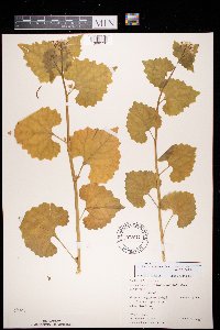 Alliaria petiolata image