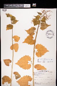Alliaria petiolata image
