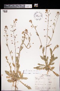 Capsella bursa-pastoris image