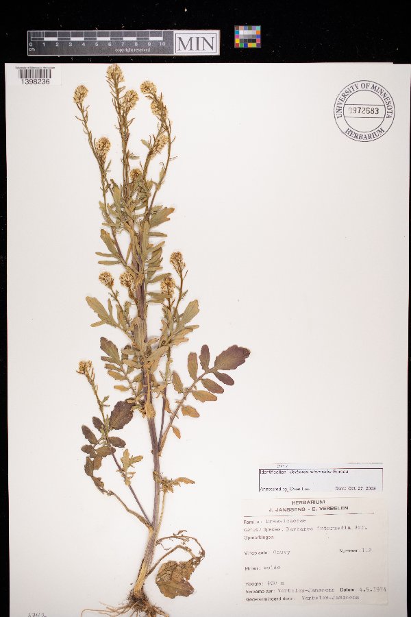 Barbarea intermedia image