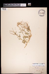 Rorippa sylvestris image