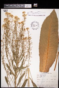 Armoracia rusticana image