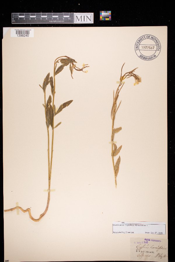 Erysimum hieracifolium image