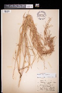 Raphanus raphanistrum image