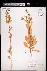 Thlaspi arvense image