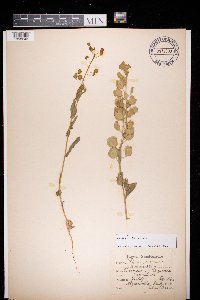 Thlaspi arvense image