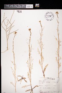 Sisymbrium altissimum image