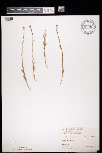 Arabis pycnocarpa image