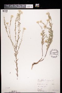Berteroa incana image