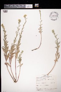Berteroa incana image