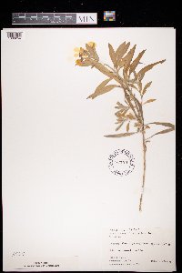 Image of Erysimum cheiri