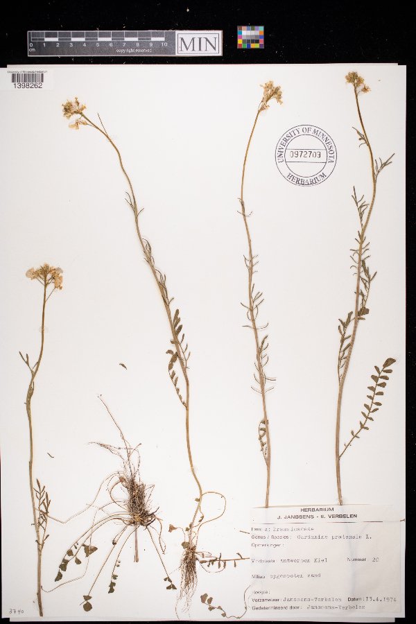 Cardamine pratensis image