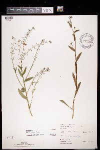 Myosotis scorpioides image