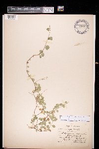 Linnaea borealis image