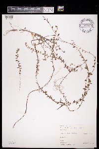 Vaccinium oxycoccos image