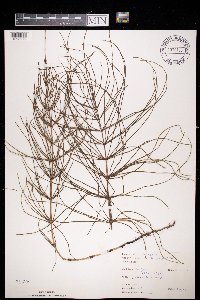 Equisetum arvense image