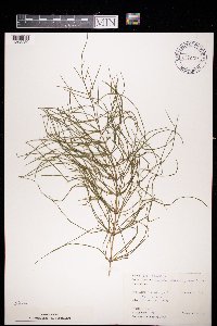 Equisetum arvense image