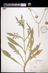 Knautia arvensis image