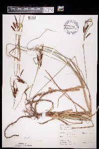 Carex flacca image