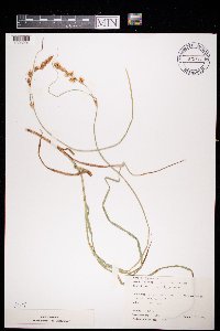 Carex disticha image