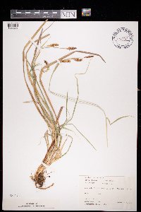 Carex panicea image